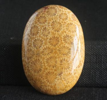 fossil coral