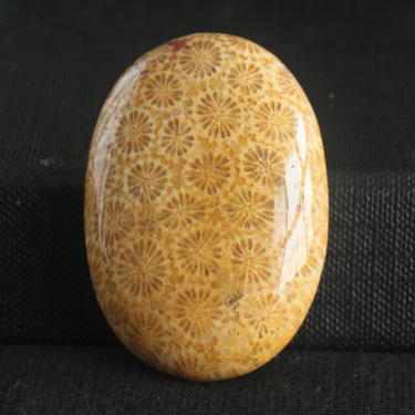 fossil coral
