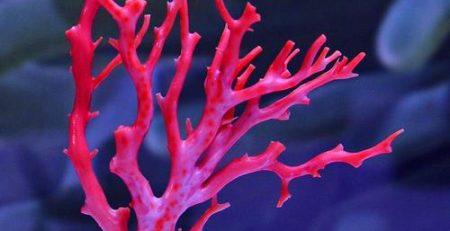 red coral