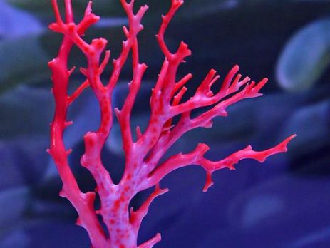 red coral